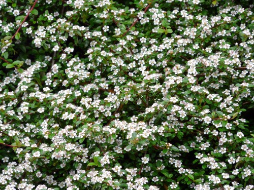 Cotoneaster dammeri
